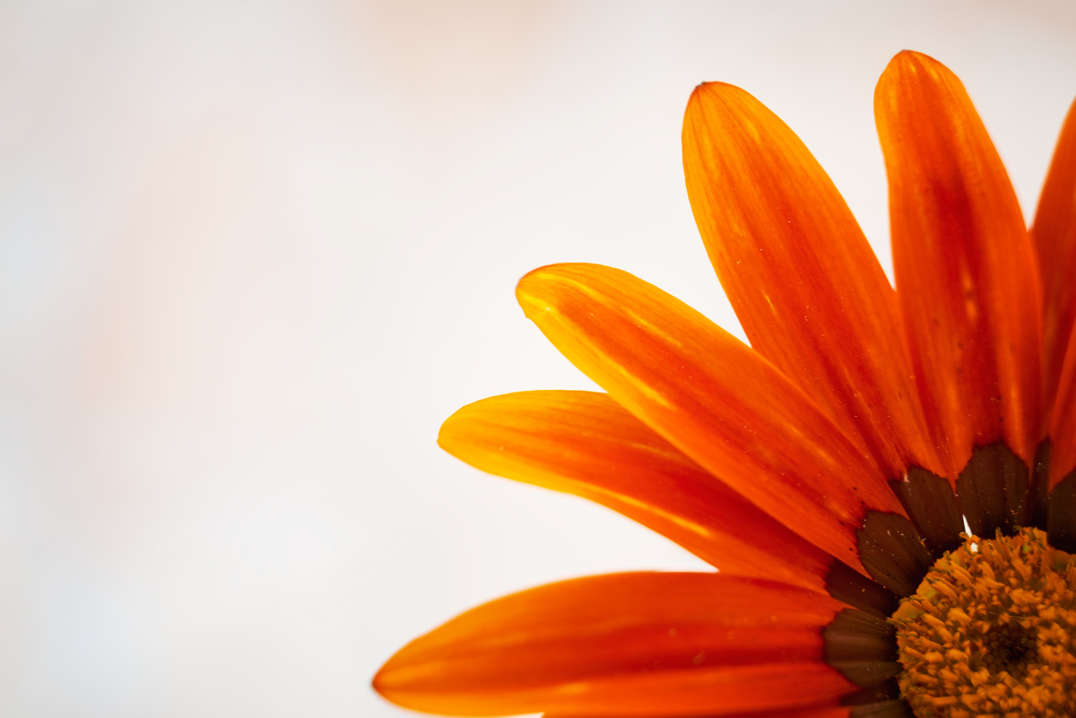 Beautiful orange flower details